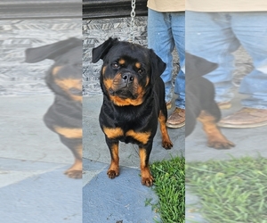Rottweiler Puppy for sale in DEL ROSA, CA, USA