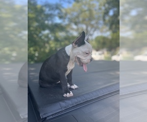 French Bulldog Puppy for sale in VIRGINIA BCH, VA, USA