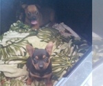 Small Photo #2 Chihuahua Puppy For Sale in NANAKULI, HI, USA