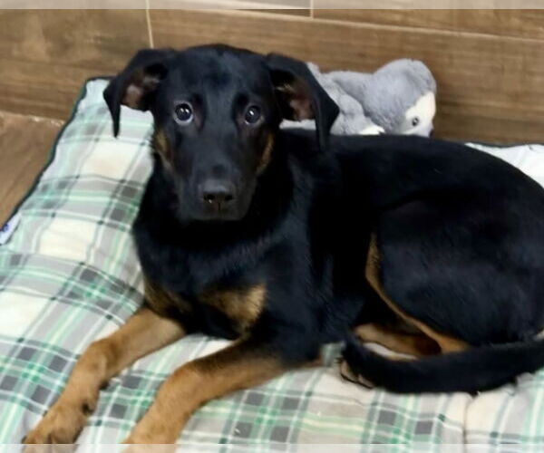 Medium Photo #2 Black and Tan Coonhound-Unknown Mix Puppy For Sale in Green Forest, AR, USA