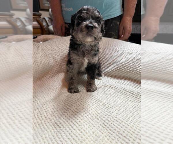 Medium Photo #1 Goldendoodle Puppy For Sale in JACKSONVILLE, FL, USA