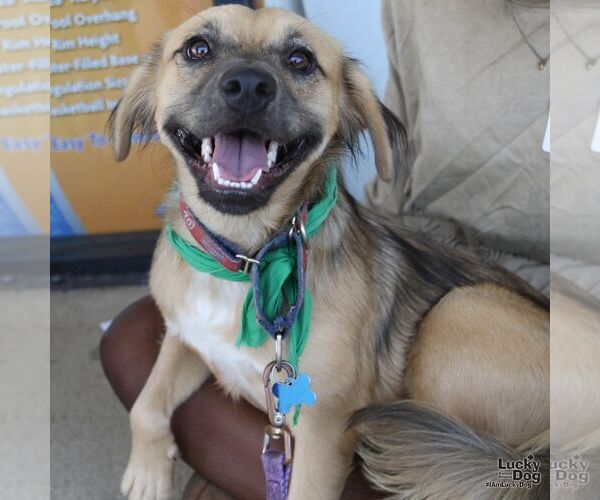 Medium Photo #3 Mutt Puppy For Sale in Washington, DC, USA