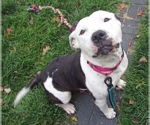 American Pit Bull Terrier-Unknown Mix Dogs for adoption in Grovertown, IN, USA