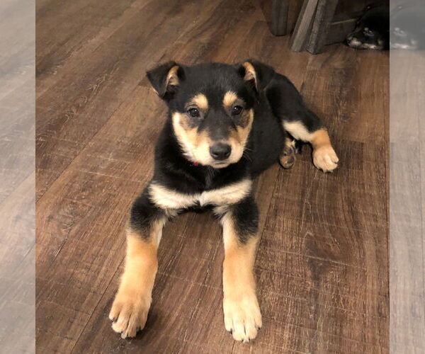 Medium Photo #4 Mutt Puppy For Sale in Fargo, ND, USA
