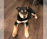 Small #3 Mutt