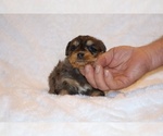 Small #7 Poodle (Toy)-YorkiePoo Mix