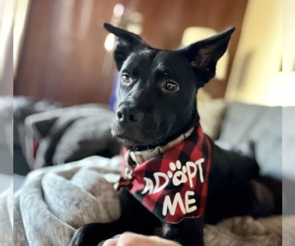 Medium Photo #9 Mutt Puppy For Sale in Aurora, CO, USA