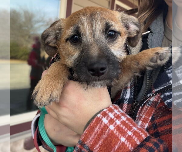 Medium Photo #4 Rat-Cha Puppy For Sale in Grafton, WI, USA