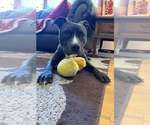Small #13 Staffordshire Bull Terrier Mix