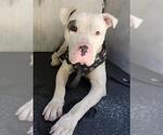 Small American Staffordshire Terrier Mix
