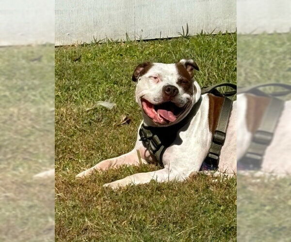 Medium Photo #12 American Pit Bull Terrier Puppy For Sale in Virginia Beach, VA, USA