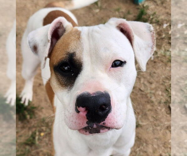 Medium Photo #2 Mutt Puppy For Sale in Evansville, IN, USA