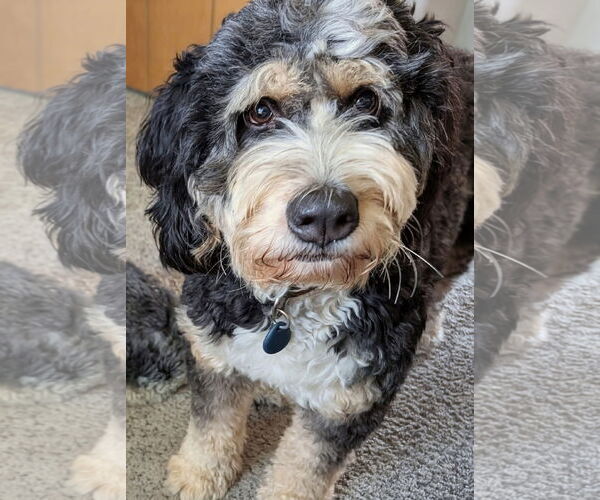 Medium Photo #5 Bernedoodle Puppy For Sale in St. Louis Park, MN, USA