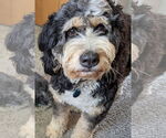 Small #4 Bernedoodle
