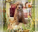 Small Photo #2 Poodle (Standard) Puppy For Sale in CAPE CORAL, FL, USA