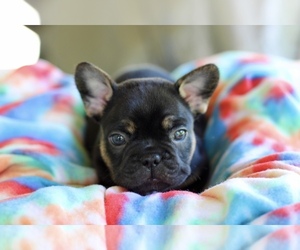 French Bulldog Puppy for sale in ELIZABETH, WV, USA