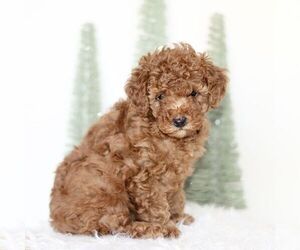 Poodle (Toy) Puppy for sale in NEW HOLLAND, PA, USA
