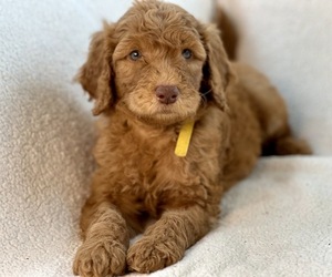 Goldendoodle-Poodle (Standard) Mix Puppy for sale in ROANOKE, VA, USA