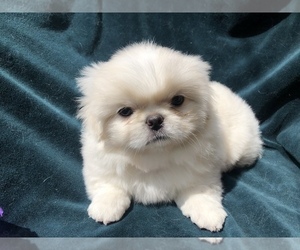 Medium Pekingese