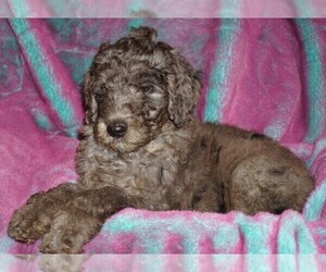 Labradoodle Puppy for sale in LA HABRA, CA, USA
