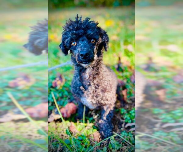 Medium Photo #2 Poodle (Toy) Puppy For Sale in Pacolet, SC, USA