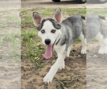 Small #1 Siberian Husky