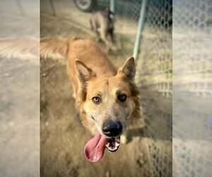 Collie-Unknown Mix Dogs for adoption in Visalia, CA, USA