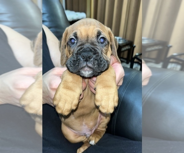 Medium Photo #1 Boxer Puppy For Sale in HAMILTON, NJ, USA