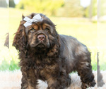 Puppy morningstar Cocker Spaniel