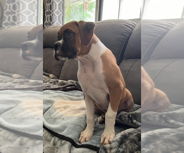 Medium Photo #7 Boxer Puppy For Sale in CLAREMORE, OK, USA