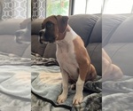 Small Photo #7 Boxer Puppy For Sale in CLAREMORE, OK, USA
