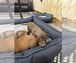 Image preview for Ad Listing. Nickname: Puppy 3