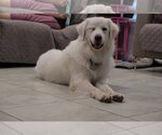 Small Photo #16 Great Pyrenees Puppy For Sale in Spring, TX, USA