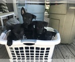 Small Photo #12 Belgian Malinois Puppy For Sale in VACAVILLE, CA, USA