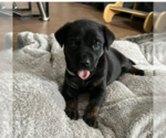 Small #1 Labrador Retriever Mix