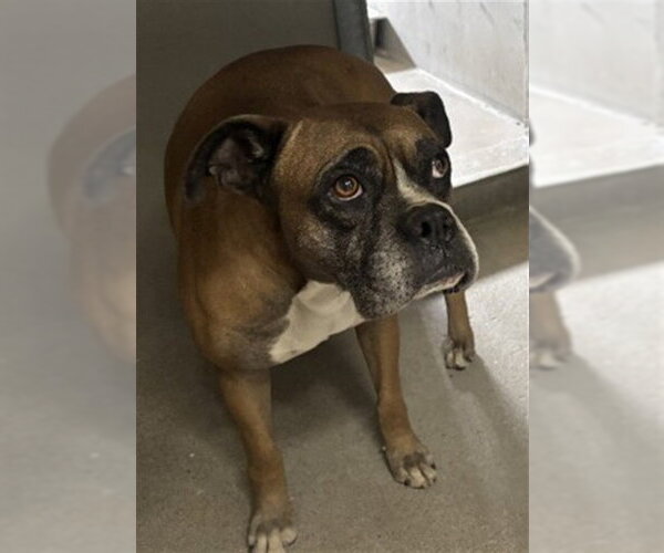 Medium Photo #1 Boxer Puppy For Sale in San Bernardino, CA, USA