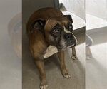 Small Boxer