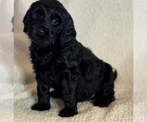 Medium Double Doodle