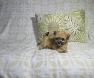 Morkie Puppy for Sale in COOKEVILLE, Tennessee USA