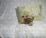 Image preview for Ad Listing. Nickname: Litter of 4