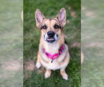 Small German Shepherd Dog-Pembroke Welsh Corgi Mix