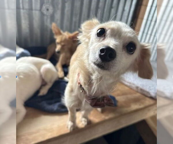 Medium Photo #5 Chihuahua-Unknown Mix Puppy For Sale in Williamsburg, NM, USA