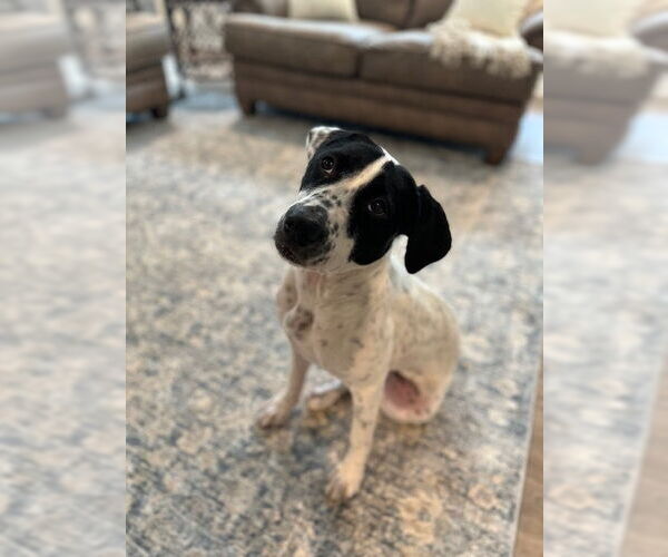 Medium Photo #1 Mutt Puppy For Sale in Rockaway, NJ, USA