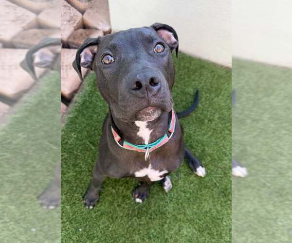 Medium Photo #1 American Pit Bull Terrier-American Staffordshire Terrier Mix Puppy For Sale in Cave Creek, AZ, USA