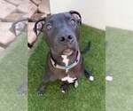Small American Pit Bull Terrier-American Staffordshire Terrier Mix