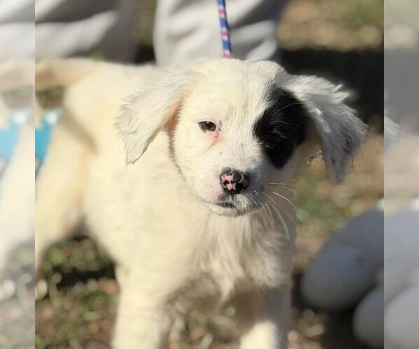 Medium Photo #3 Labrador Retriever-Unknown Mix Puppy For Sale in Yardley, PA, USA