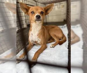 Chihuahua Dogs for adoption in Hanford, CA, USA