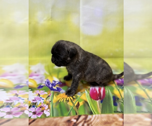 Medium Photo #13 Pug Puppy For Sale in BRIDGEPORT, CT, USA