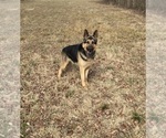 Small German Shepherd Dog