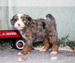 Puppy Honey Bernedoodle (Miniature)